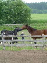 Zawody jeździeckie - 14 czerwca 2014 - Tomaszkowo - zdjęcie 12