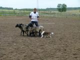Zawody jeździeckie - 14 czerwca 2014 - Tomaszkowo - zdjęcie 30