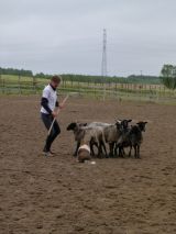 Zawody jeździeckie - 14 czerwca 2014 - Tomaszkowo - zdjęcie 31