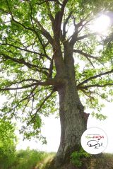 III wycieczka z przewodnikiem Gościńcem Niborskim - 25 maja 2014 r. - zdjęcie 10